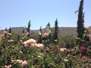 Kuvateksti Vaihtoehtoinen teksti